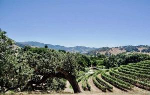 Pence Vineyards, one of the Santa Ynez Valley wineries not to miss