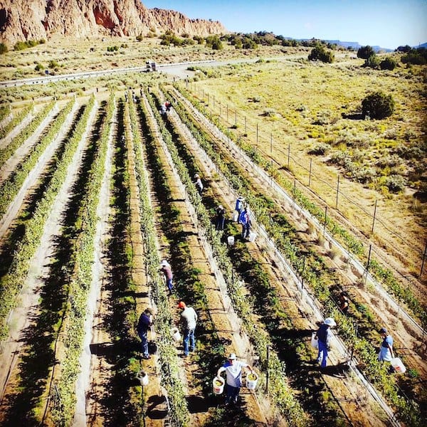 Vivác Winery in New Mexico Wine Country