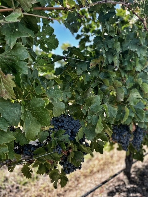 Uruguay wine - where to wine taste in Uruguay